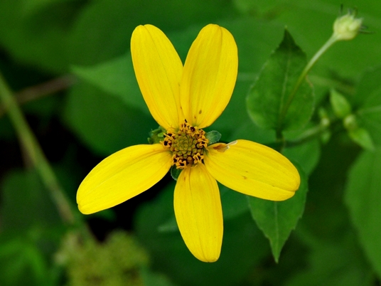 {Heliopsis helianthoides}